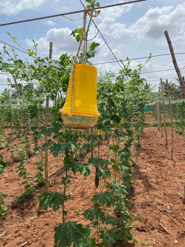 Fruit Fly Pheromone Trap