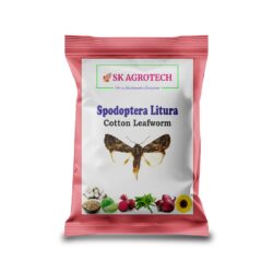 Spodoptera Litura- Cotton leaf worm pheromone lure