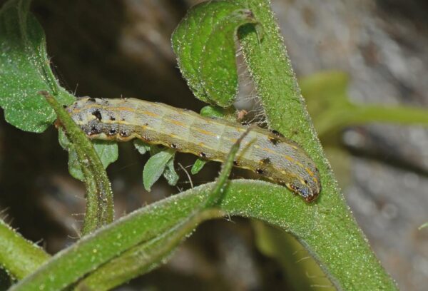 Spodoptera Litura Pheromone Lure