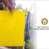 yellow sticky insect trap