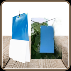 Blue sticky insect pheromone trap (PVC sheet Economical)