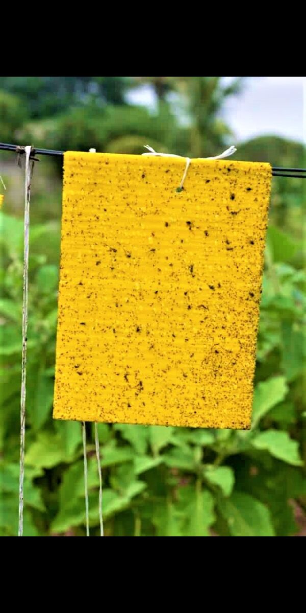 yellow sticky insect trap