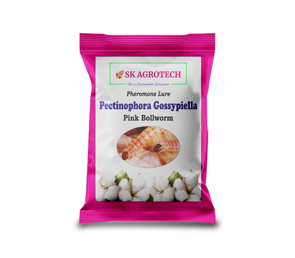 Pink Bollworm (Pectinophora gossypiella)