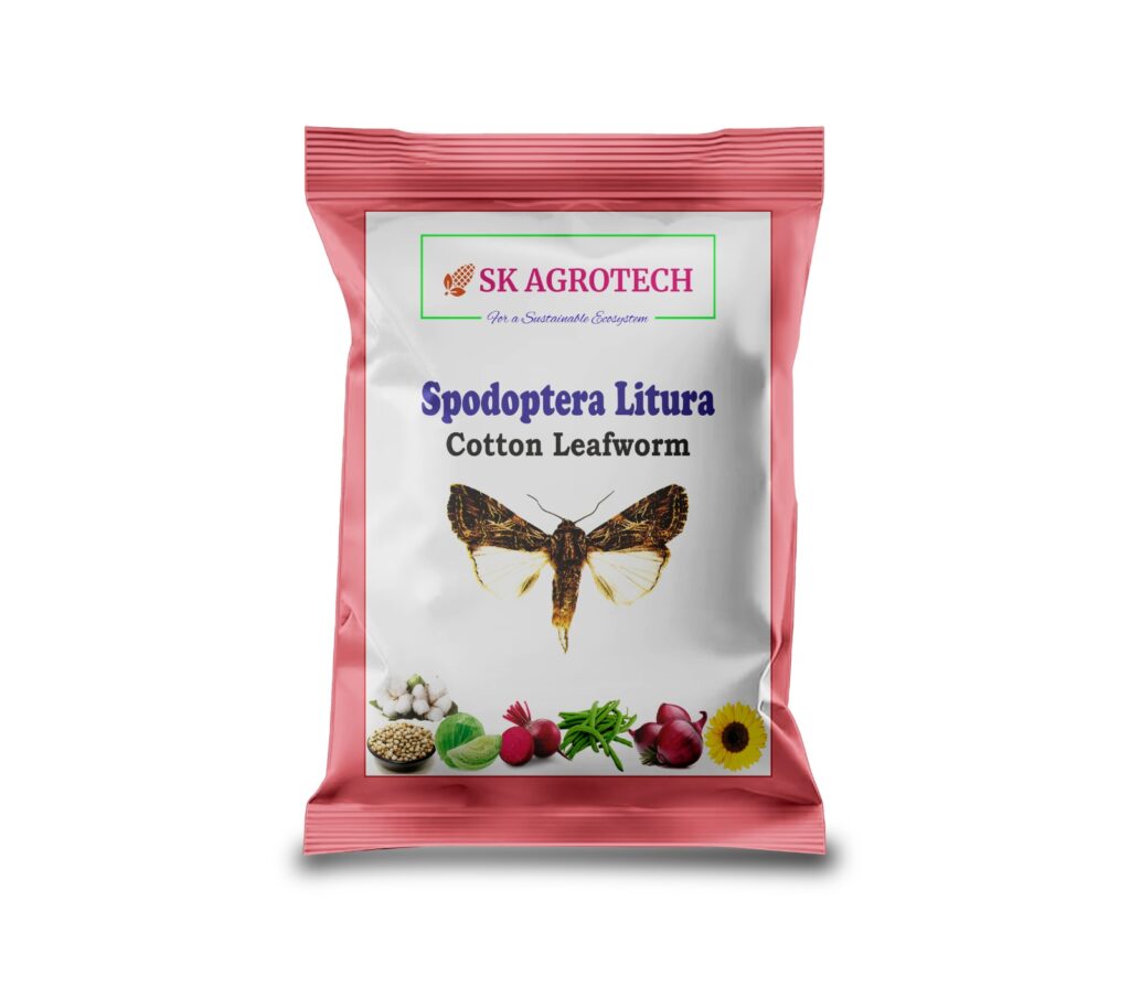 SK Agrotech – Spodoptera Litura Pheromone Lure & Trap