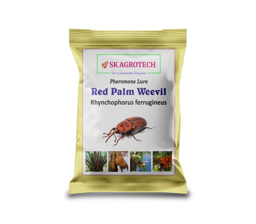 Pheromone Lure for Red Palm Weevil (Rhynchophorus ferrugineus)