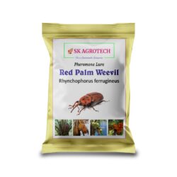 Red Palm Weevil (Rhynchophorus ferrugineus) Pheromone lure & Bucket Trap