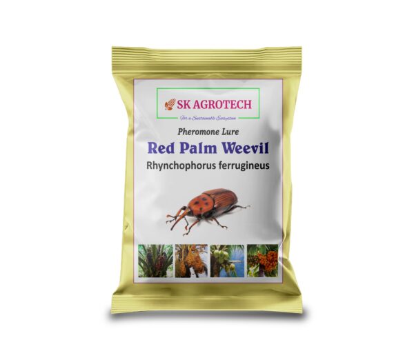 Pheromone Lure for Red Palm Weevil (Rhynchophorus ferrugineus)