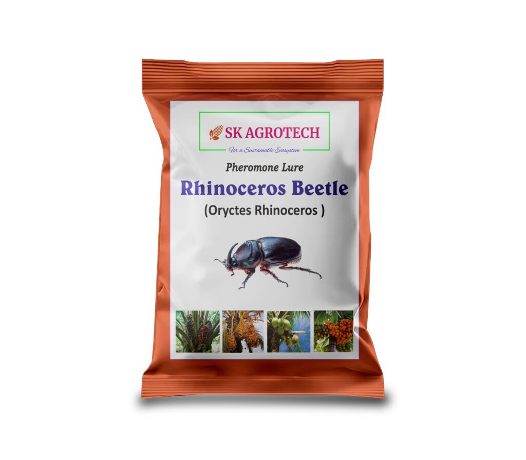 rhinocerous bettel