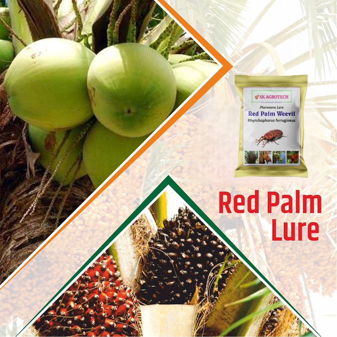 Red Palm Weevil (Rhynchophorus ferrugineus) Pheromone Lure - Image 3