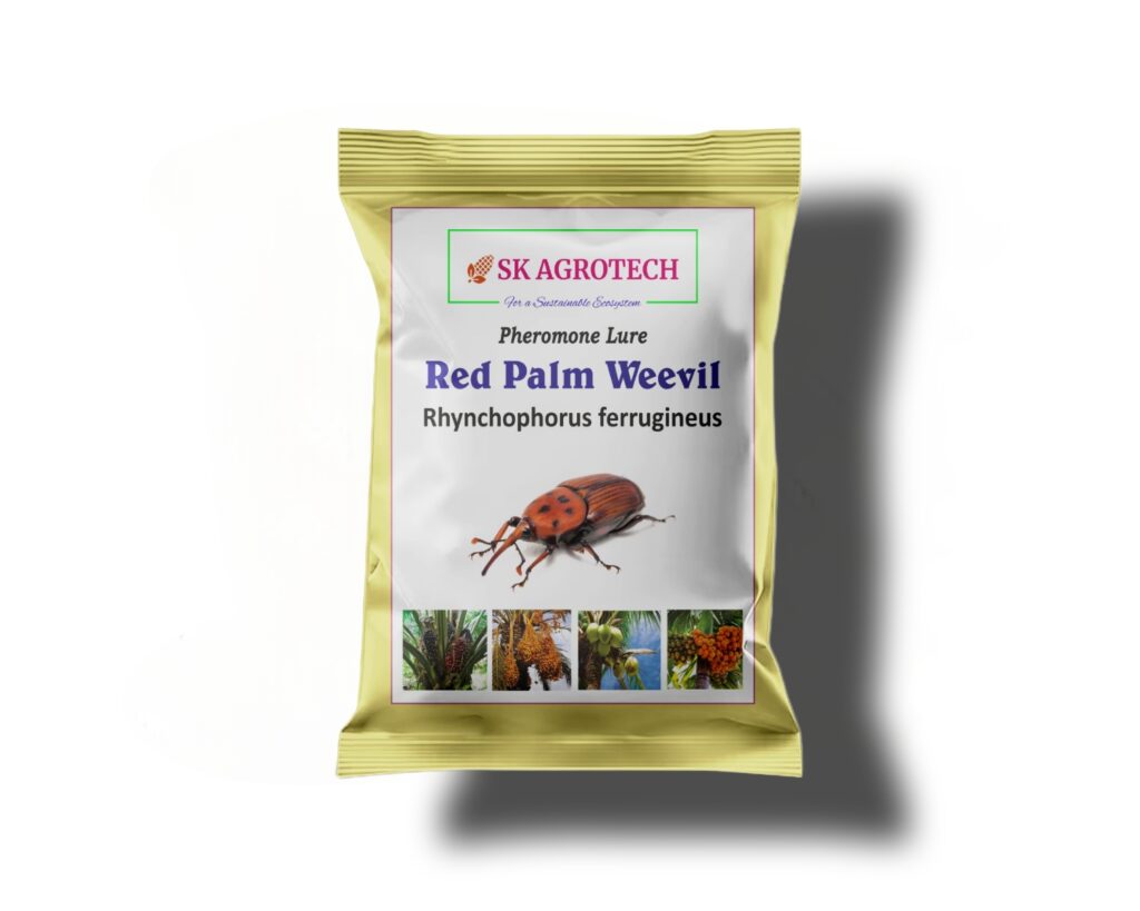 red palm weevil