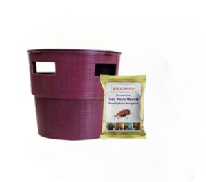 Red Palm Weevil (Rhynchophorus ferrugineus) Pheromone lure & Bucket Trap