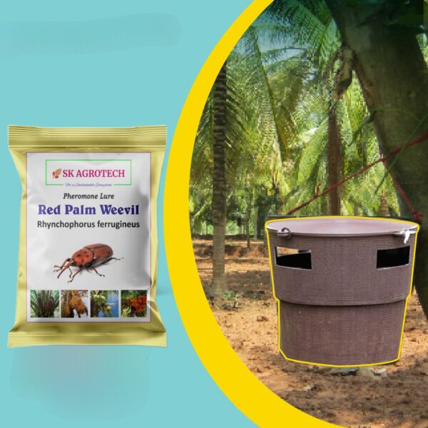 Red Palm Weevil (Rhynchophorus ferrugineus) Pheromone lure & Bucket Trap - Image 3
