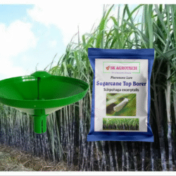 Sugarcane Top Borer (Scirpophaga excerptalis) Pheromone Lure & Water Trap