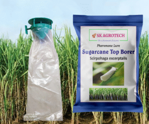 Sugarcane Top Borer (Scirpophaga excerptalis) Pheromone Lure & Funnel Trap
