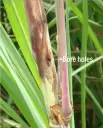 Sugarcane Top Borer (Scirpophaga excerptalis) Pheromone Lure & Funnel Trap