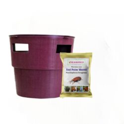 Red Palm Weevil (Rhynchophorus ferrugineus) Pheromone lure & Bucket Trap