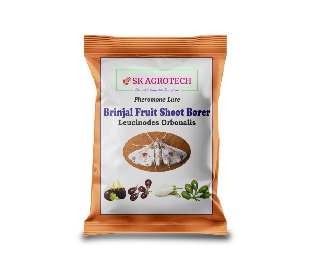 Leucinodes orbonalis – Brinjal Fruit and Shoot Borer Control Using Pheromone Traps