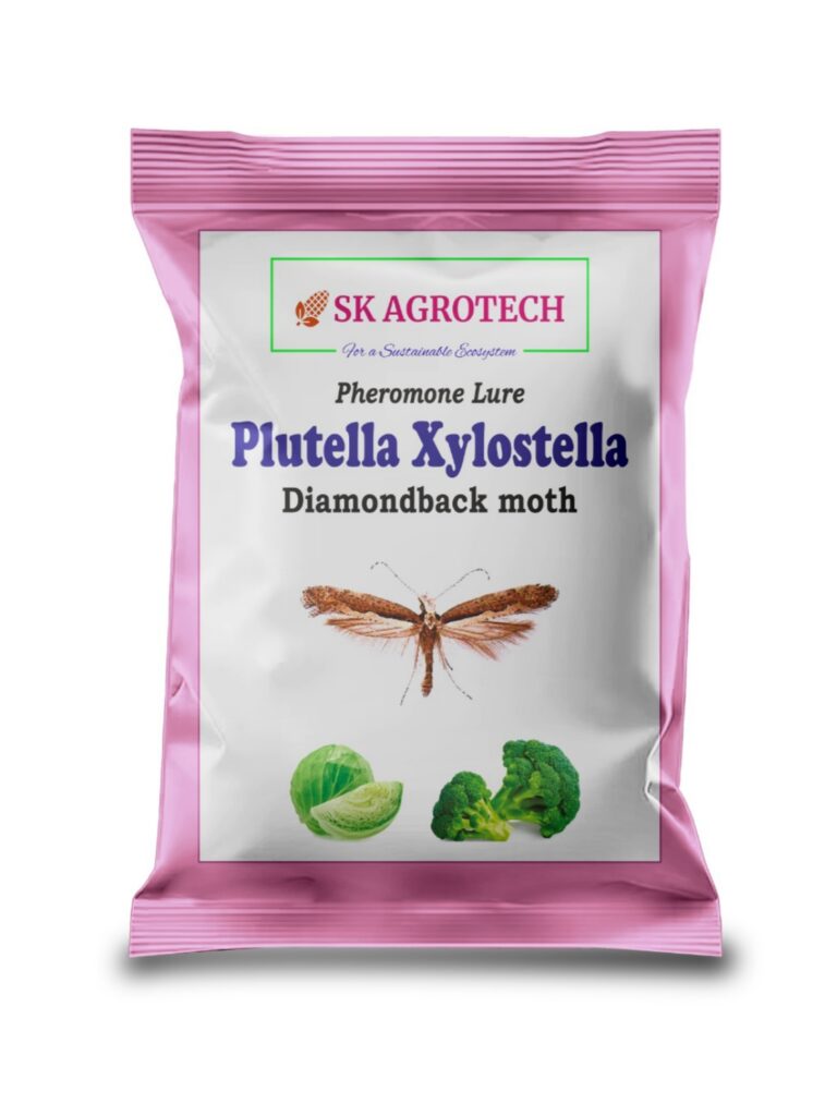 Diamondback Moth (Plutella xylostella)
