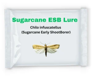 Sugarcane Early Shoot Borer (Chilo infuscatellus) Pheromone Lure & Funnel Trap